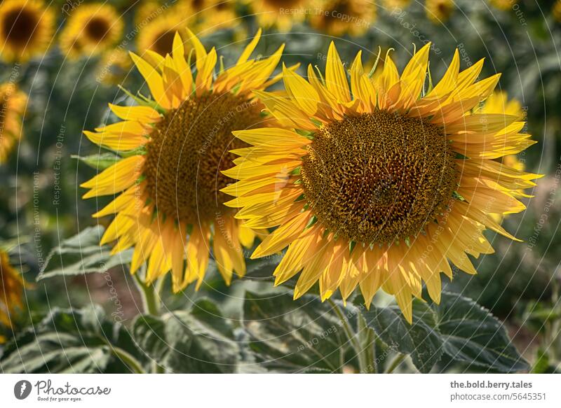Sunflower field Summer Yellow Blossom Nature Blossoming Colour photo Agricultural crop Exterior shot Agriculture Green Deserted Field Day Beautiful weather