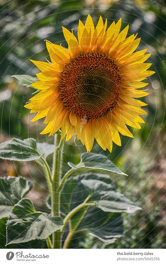 sunflower Summer Sunflower Flower Yellow Blossom Plant Nature Blossoming Colour photo Agricultural crop Exterior shot Sunflower field Agriculture Green Deserted