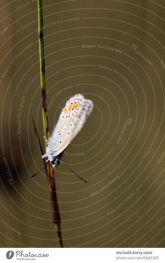 Butterfly blue butterfly on blade of grass White Green Shallow depth of field Nature Deserted Animal Colour photo Insect Grand piano Animal portrait Close-up