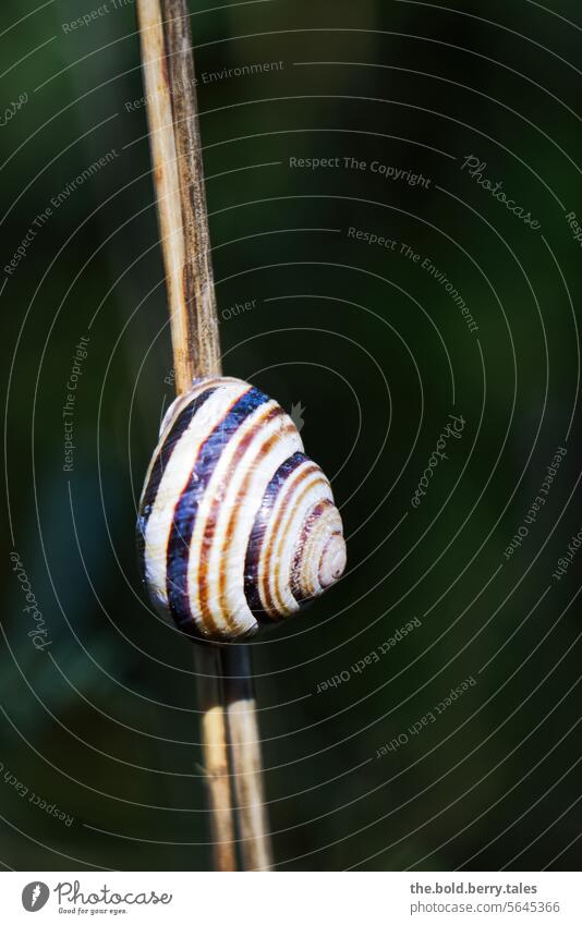 snail Crumpet Snail shell Animal Nature Macro (Extreme close-up) Colour photo Exterior shot Shallow depth of field Day Brown Beige