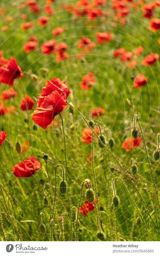Poppies growing wild in a field Poppy poppies Red Nature Plant Summer Flower Meadow Exterior shot Poppy field Wild plant Field Corn poppy blossom