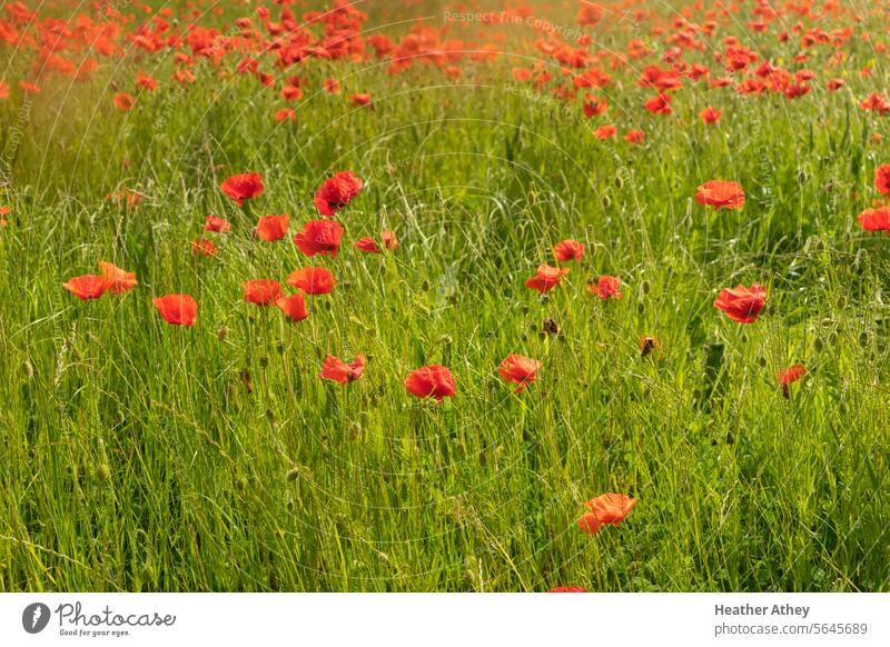 Poppies growing wild in a field Poppy poppies Red Nature Plant Summer Flower Meadow Exterior shot Poppy field Wild plant Field Corn poppy blossom