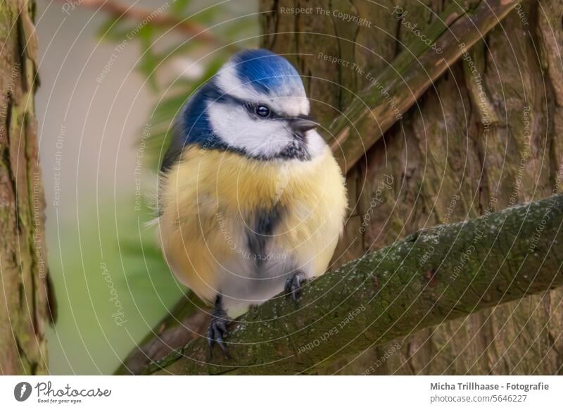 Blue Tit in Tree Tit mouse Cyanistes caeruleus Head Animal face Beak Eyes Feather Plumed Grand piano Bird Claw Wild animal Twigs and branches Beautiful weather