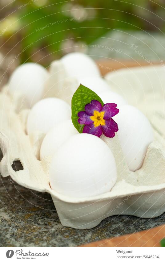Eggs in egg carton with flower Blossom Spring East eggs Easter eggs White paint Handicraft