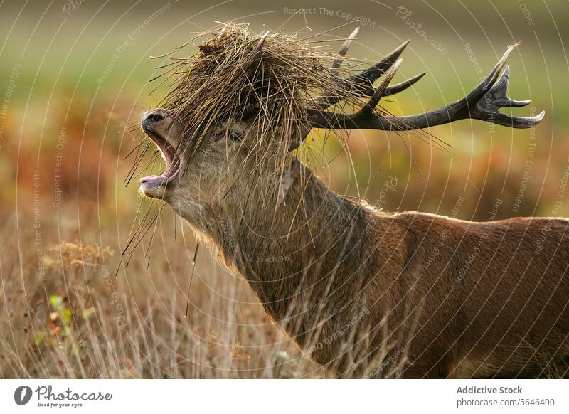 Windswept Stag in the Field in the United Kingdom stag red deer windswept mane grass antlers wild spirit forest strength vitality bellow commanding attention
