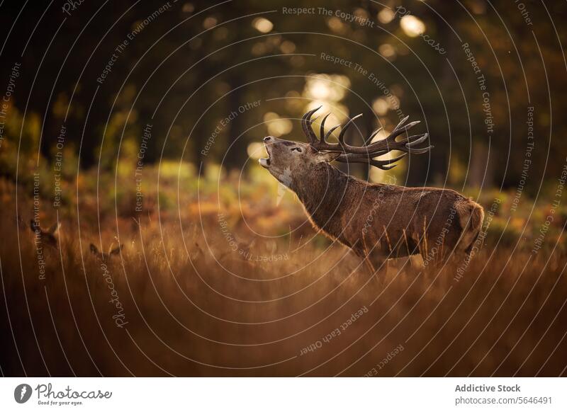 Red Deer bellowing among does and reeds in Autumn in the United Kingdom deer family red deer golden hour dusk camouflage stag antlers grassland fawns peaceful