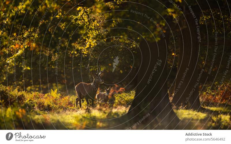 Red deer and calf in tranquil woodland landscape autumn serenity forest red deer companion graze dappled sunlight golden hues fall foliage natural beauty