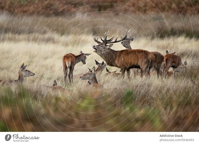 Red Deer bellowing among does and reeds in Autumn in the United Kingdom deer family red deer camouflage stag antlers grassland fawns peaceful tranquil