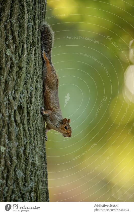 Full body of Squirrel descendent tree in the United Kingdom squirrel gray stillness clinging bark rugged soft bokeh forest greenery background focused nature