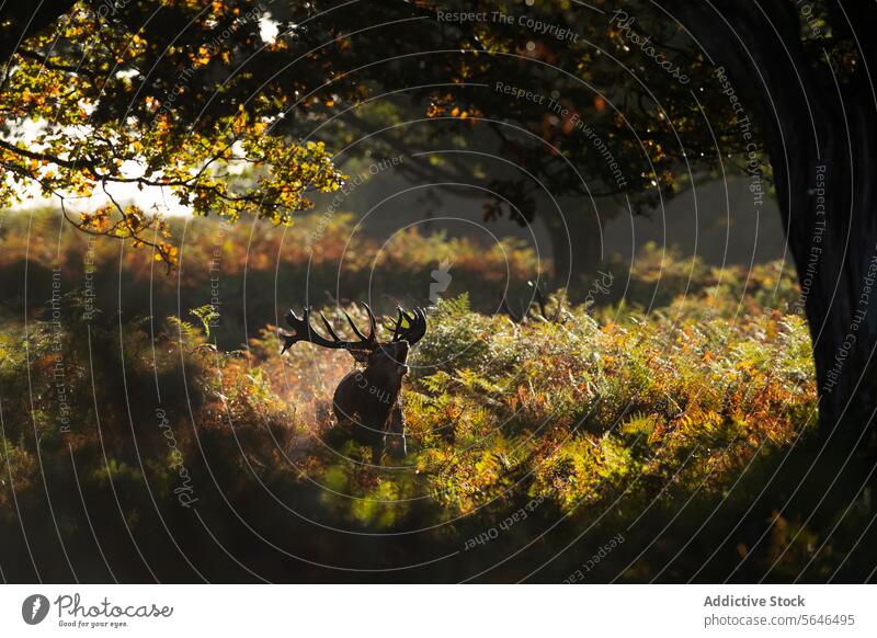 Stag bellowing in Autumn Sunrise in the United Kingdom stag autumn tree breath crisp enchanting atmosphere leaves tranquil picturesque red deer nature