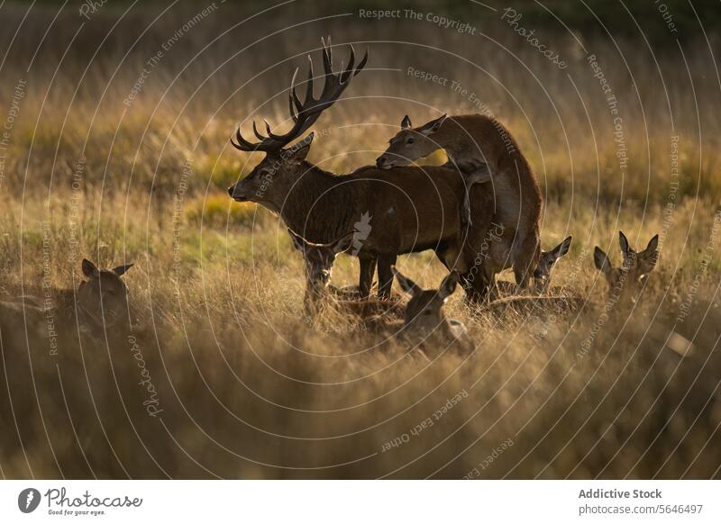 Stag Amidst Its Herd in Twilight in the United Kingdom stag herd twilight dusk red deer silhouette soft glow social structure wild grassland majestic guard does