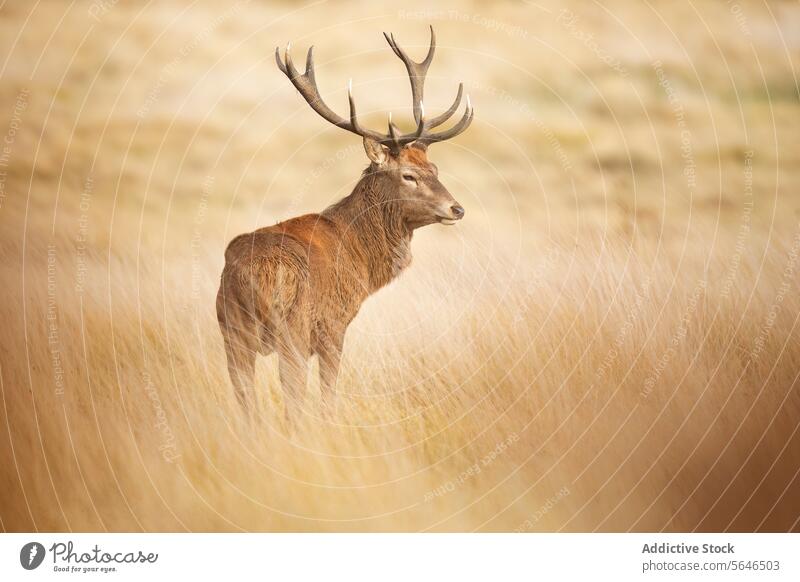 Solitary Stag in the Golden Field in the United Kingdom red deer golden field grass quiet dignity silhouette wilderness beauty sun soft glow powerful stature