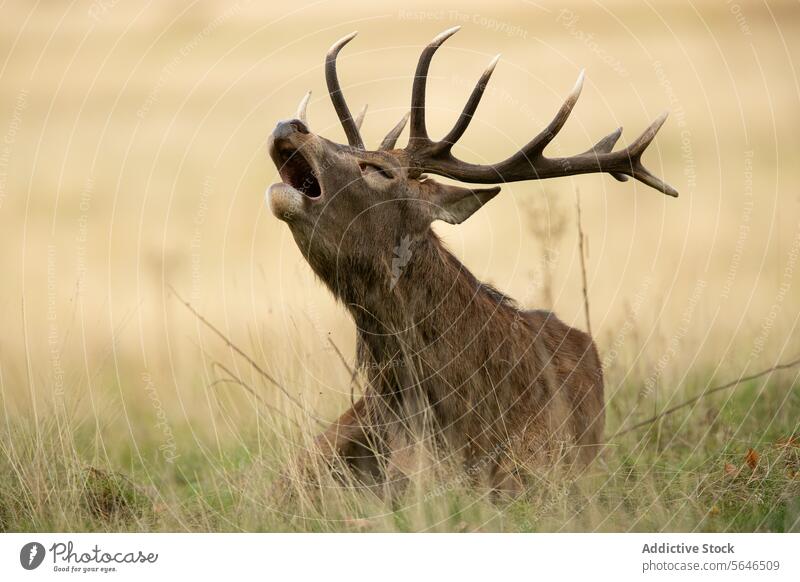 Red Deer bellowing while lying among reeds in Autumn in the United Kingdom deer red deer stag antlers grassland peaceful tranquil wilderness nature light serene