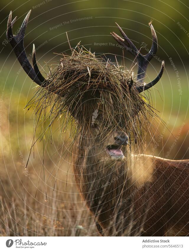 Windswept Stag in the Field in the United Kingdom stag red deer windswept mane grass antlers wild spirit forest strength vitality bellow commanding attention