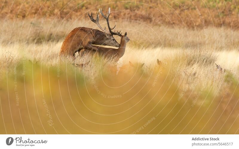 Deer Family among golden reeds in Autumn in the United Kingdom deer family red deer hour dusk camouflage stag antlers grassland does fawns peaceful tranquil