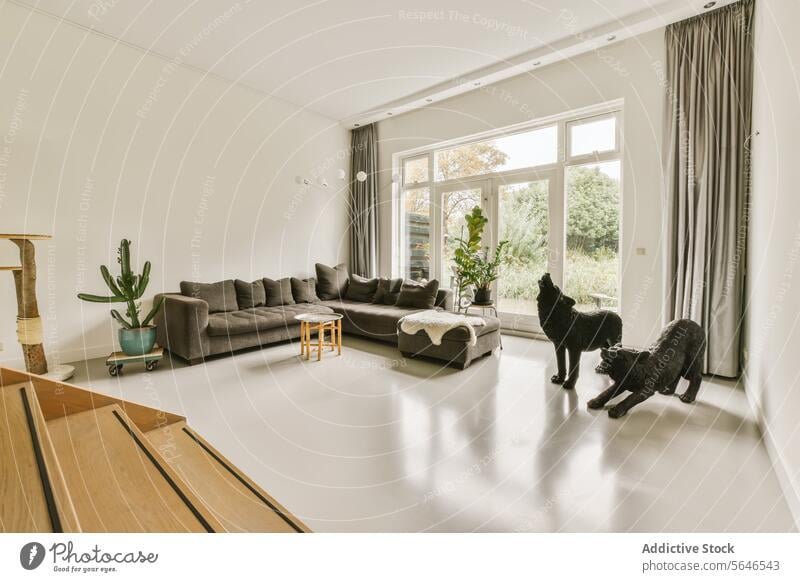 Spacious living room with modern decor and two dogs spacious sofa corner floor lamp plant cat tree pet interior furniture window curtain cushion airy