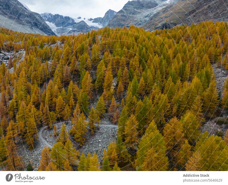 Aerial view of autumnal larch forest in mountain valley aerial drone landscape golden hue tree season serene nature foliage environment scenic outdoor