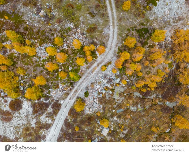 Aerial View of a Path Through Autumn Foliage aerial view path snow autumn foliage winding warm color snowfall nature landscape season tree leaf yellow orange