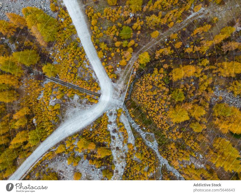 Aerial view of a crossroad in autumn forest landscape aerial overhead shot vibrant foliage seasonal transition nature tree leaf yellow gold orange path