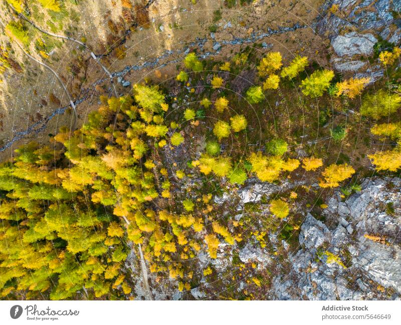 Aerial view of autumn forest and rocky terrain aerial nature texture top-down vibrant color tree earth outdoor landscape scenery season environmental natural