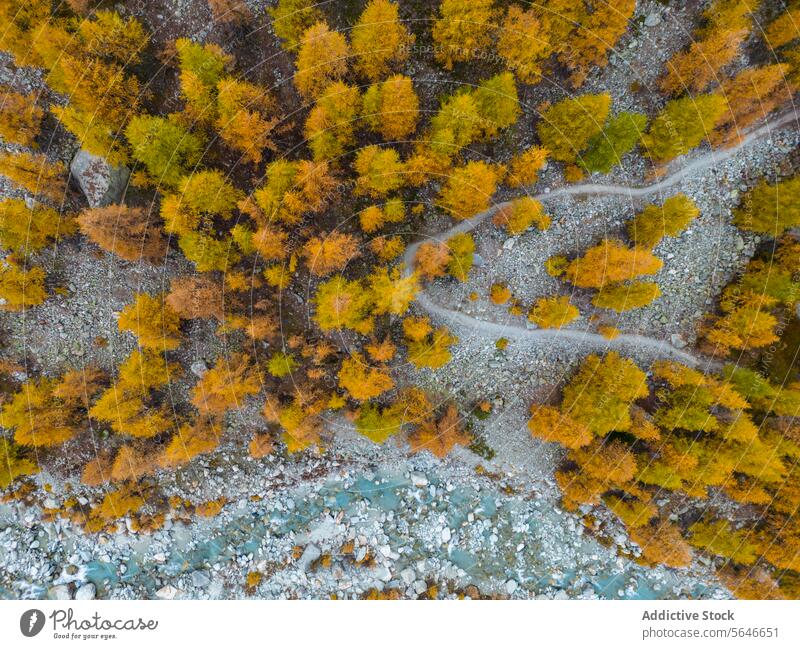 Aerial view of a forest path with autumn colors and a river aerial nature landscape tree yellow fall leaf outdoor season woodland scenery top drone photography