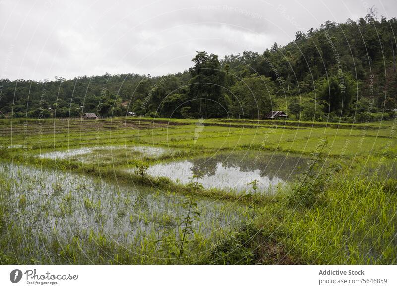 Agricultural rice field with trees in countryside in Thailand nature plantation puddle rain water agriculture environment harvest thailand asia forest landscape