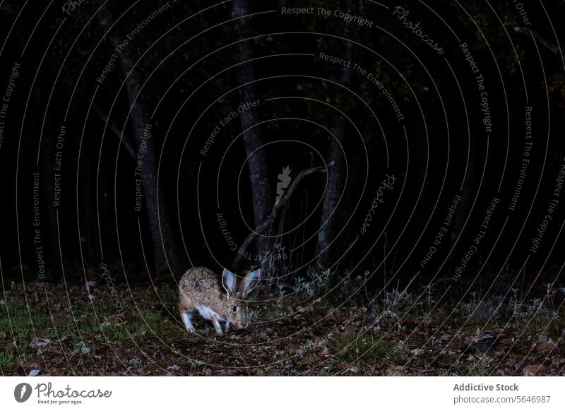 A mountain hare caught in a nocturnal setting, its large eyes and ears alert as it grazes in a forest clearing Mountain hare wildlife nature grazing dark night