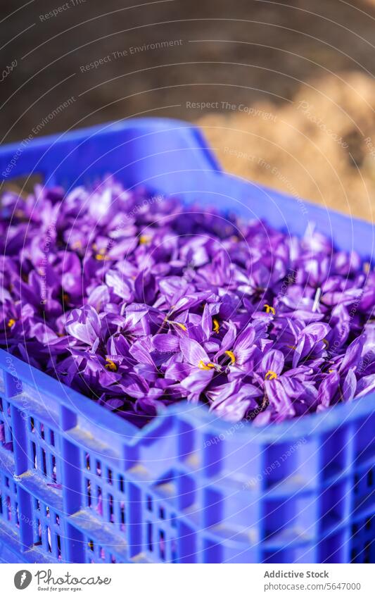 A bright blue plastic crate brimming with freshly picked saffron flowers, contrasting against the earthy background, ready for spice processing purple