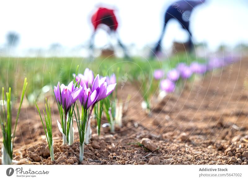 Row of vibrant purple saffron flowers blooming in the field, with blurred unrecognizable people harvesting in the background farm agriculture crocus spice