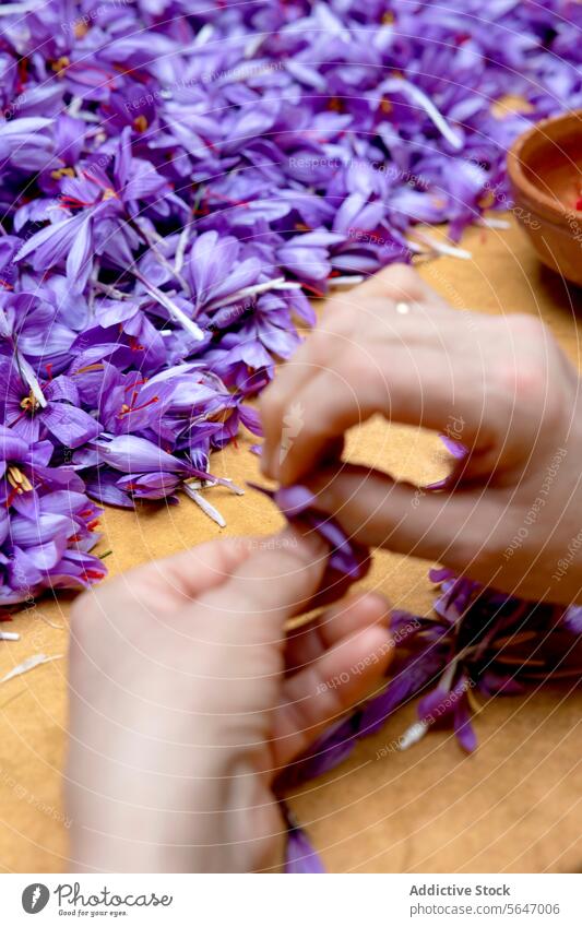 Hands in motion separating saffron stigmas from the petals, a close-up view capturing the intricate process of saffron preparation hands harvest field season