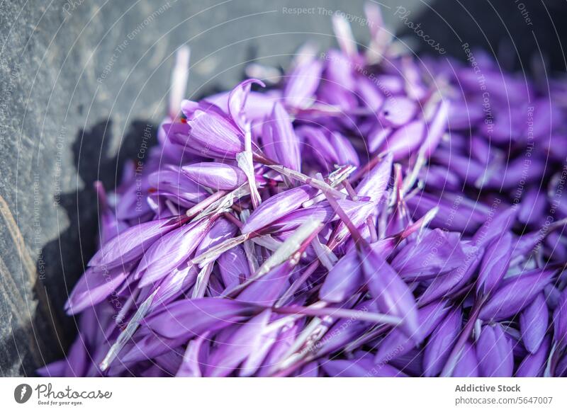 From above pile of freshly harvested saffron petals resting on a dark slate surface, showcasing the vibrant purple hues and delicate texture of the spice