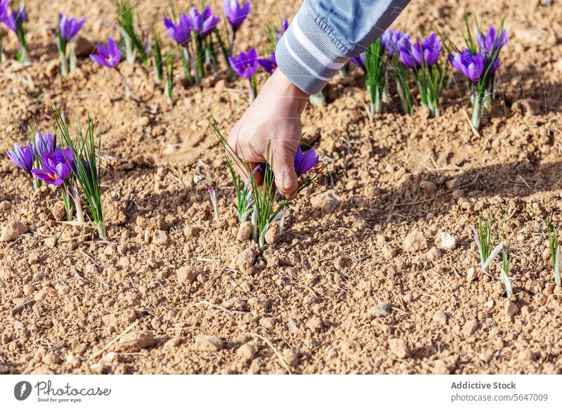 Cropped unrecognizable worker carefully hand-picking delicate purple saffron flowers in a field workers sunlit harvest spice traditional methods collection