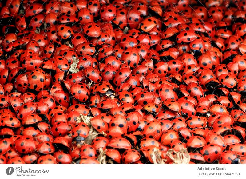 Cluster of seven spots ladybugs gathered densely together black insect pattern cluster close-up nature wildlife vibrant accumulation group detail macro texture