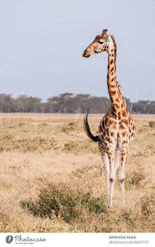 Majestic Kenyan Giraffe in Natural Habitat giraffe kenya wildlife samburu masai mara national park nature animal safari african savannah grassland fauna