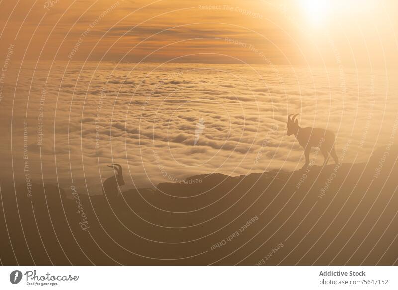 Serene scene of group of mountain Iberian Ibex goats silhouetted against the golden sky of dawn on top of a rugged terrain of Sierra de Guadarrama, with a sea of clouds stretched below them