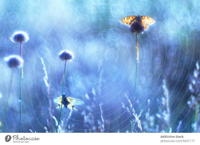 Dragonfly and butterfly in a Mystical Meadow ethereal light flitting wildflowers celestial blue soft bokeh otherworldly glow tranquility wonder delicate dance