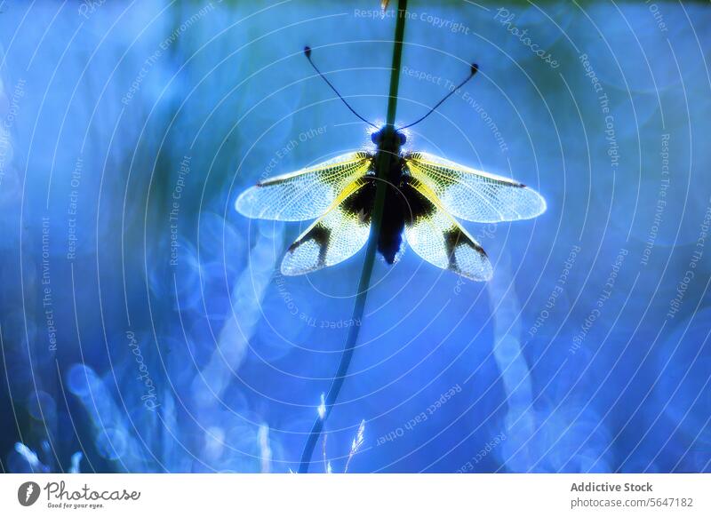 Ethereal Dragonfly in Blue dragonfly ethereal blue light delicate wings backlit bokeh foliage intricate patterns magical atmosphere nature wildlife dreamy