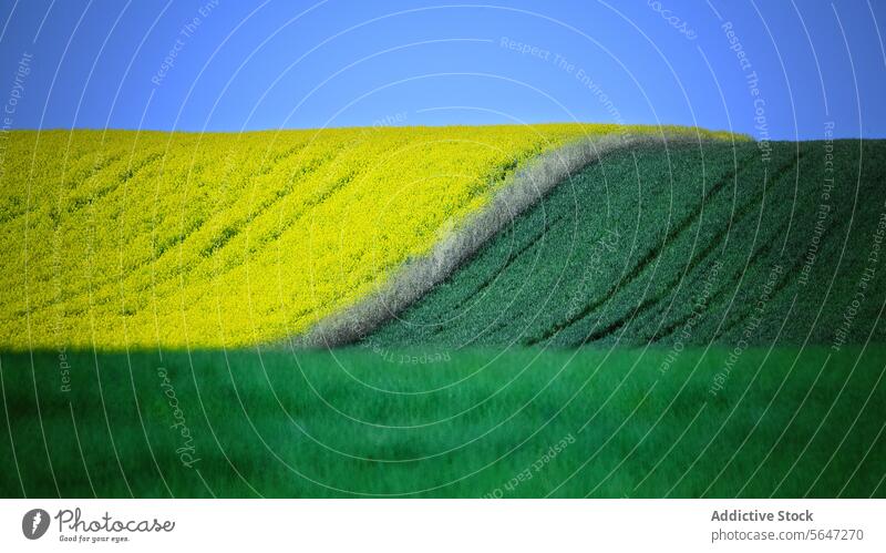 Dynamic contrast of vivid yellow rapeseed fields against rich green grass under a deep blue sky, creating a layered landscape agricultural farming rural nature