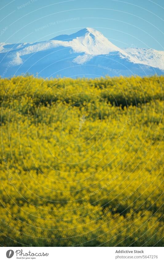 A field of bright yellow flowers stands before a majestic snow-covered mountain, creating a stunning contrast of warm and cool tones Field nature landscape