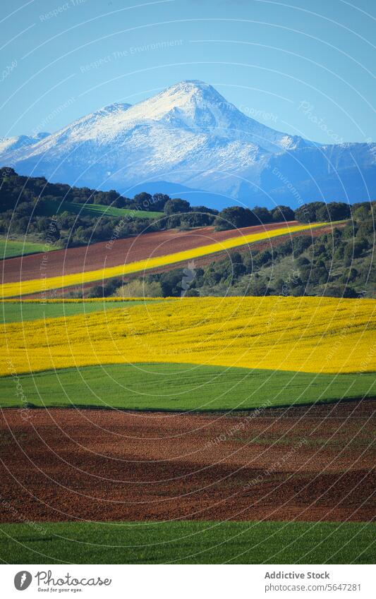 A breathtaking landscape of colorful fields under a snow-capped mountain, showcasing nature's vivid palette Breathtaking agricultural farming countryside