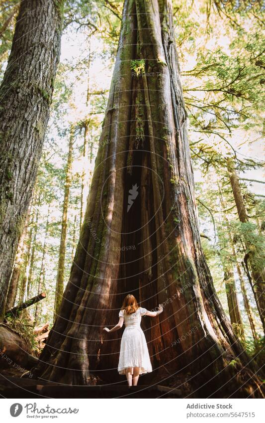 Enchanting Forest Wanderer at Vancouver Island, Avatar Grove forest vancouver island british columbia canada nature tree ancient towering person white dress