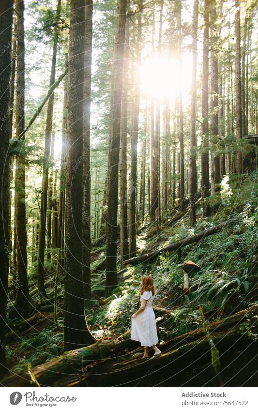 Woman in Enchanting Sunlit Vancouver Island Forest, Avatar Grove woman forest sunlight trees nature green vancouver island british columbia canada white dress