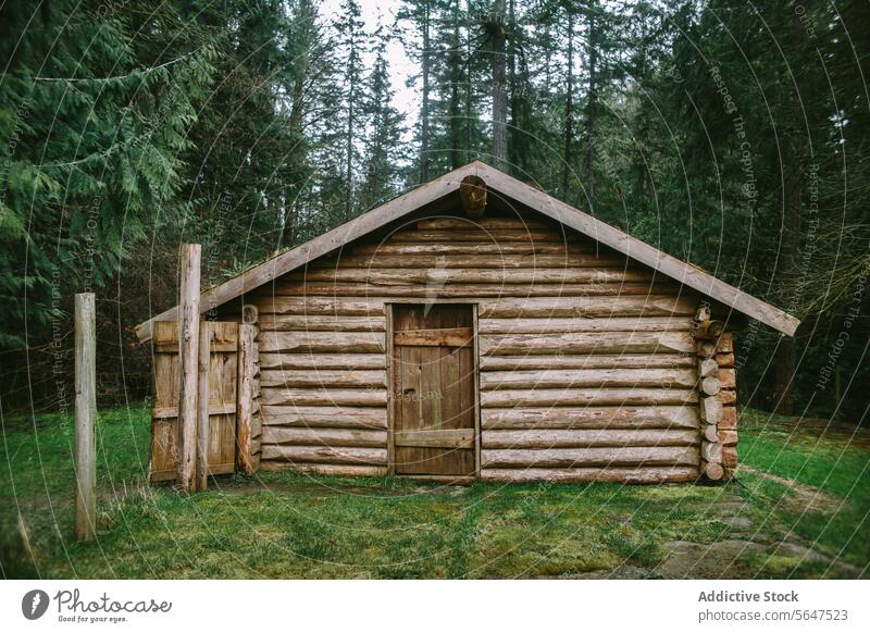 Rustic log cabin in verdant forest on Vancouver Island green solitude rustic charm vancouver island british columbia canada wooden structure nature woods trees