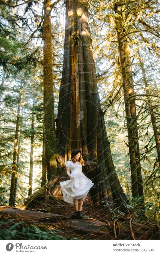 Woman in white dress by a giant tree on Avatar Grove, Vancouver Island woman vancouver island forest nature outdoors british columbia canada ancient towering