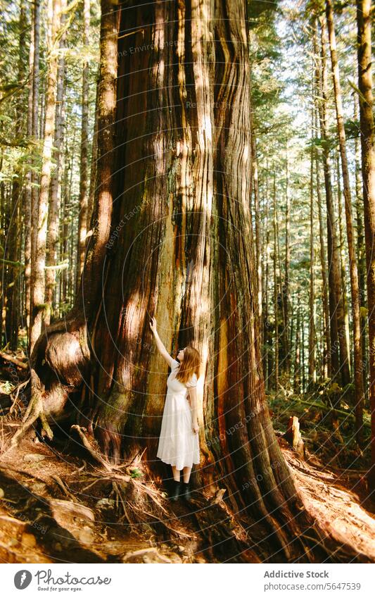 Woman admiring an ancient tree on Avatar Grove, Vancouver Island woman forest vancouver island british columbia canada nature awe touch majestic towering lush