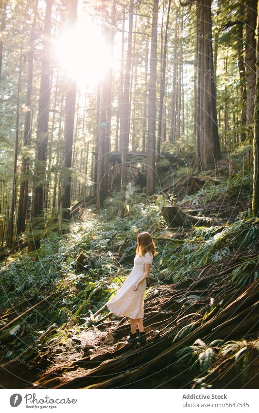 Young girl exploring sunlit forest on Avatar Grove, Vancouver Island vancouver island adventure nature tranquil sunlight exploration trees woodland