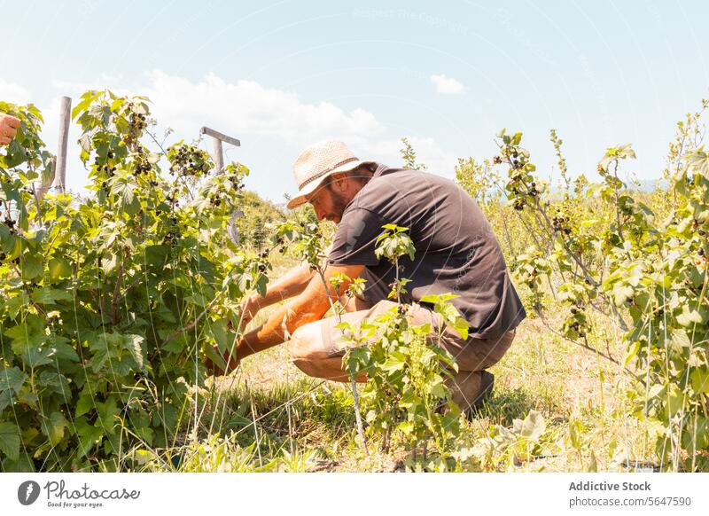 Agronomist with Vaccinium caesariense at organic plantation man farmer blueberry picking ripe fresh botanist vaccinium caesariense agronomist sky green sunny