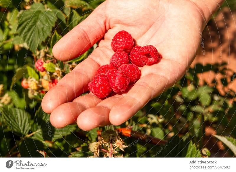 Anonymous botanist holding harvested berry fruit hand raspberry agronomist crop organic closeup red unrecognizable farm sunny examining fresh anonymous small