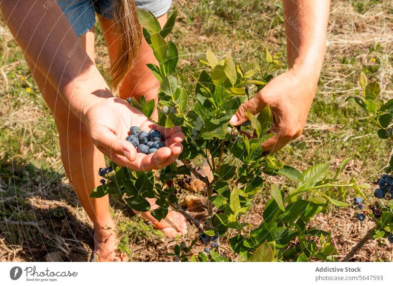 Botanist with Vaccinium caesariense at plantation woman farmer blueberry picking anonymous ripe hand botanist sunny vaccinium caesariense organic fresh harvest