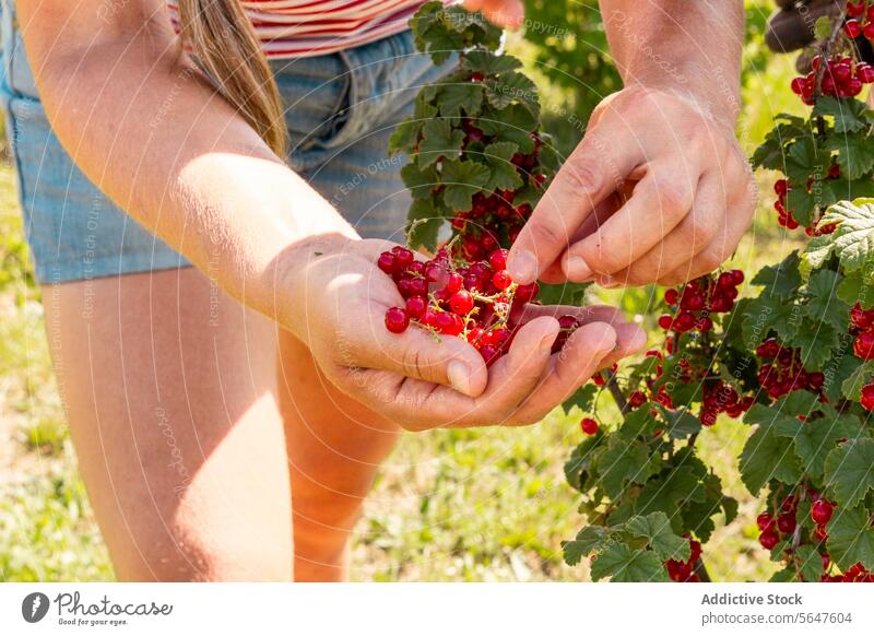Crop botanist with Ribes rubrum at organic plantation woman farmer redcurrant picking harvest ripe ribes rubrum sunny occupation agronomist fresh berry